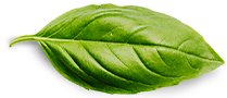 Nosotros basil leaf